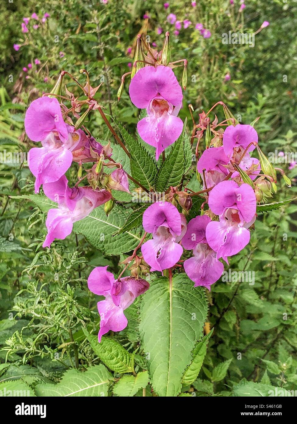 Fiore di balsamo himalayano (Impatiens glandulifera) che cresce sulle rive del fiume Monks Brook inn Eastleigh, Hampshire, Regno Unito Foto Stock