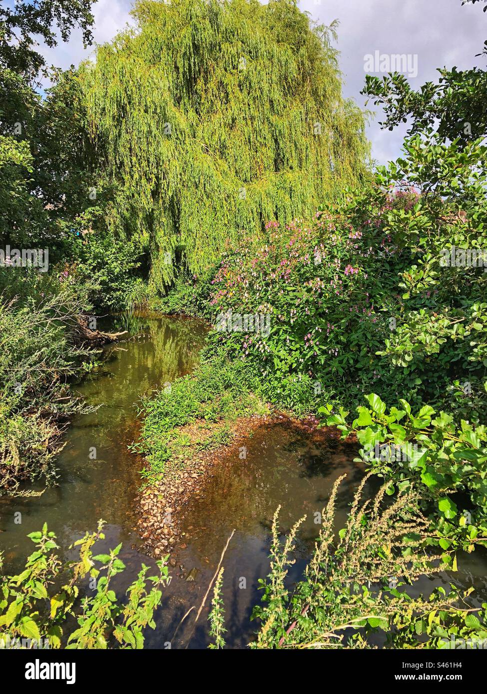 Fiori di balsamo himalayano (Impatiens glandulifera) e salice piangente che crescono sulle rive del fiume Monks Brook a Eastleigh, Hampshire, Regno Unito Foto Stock