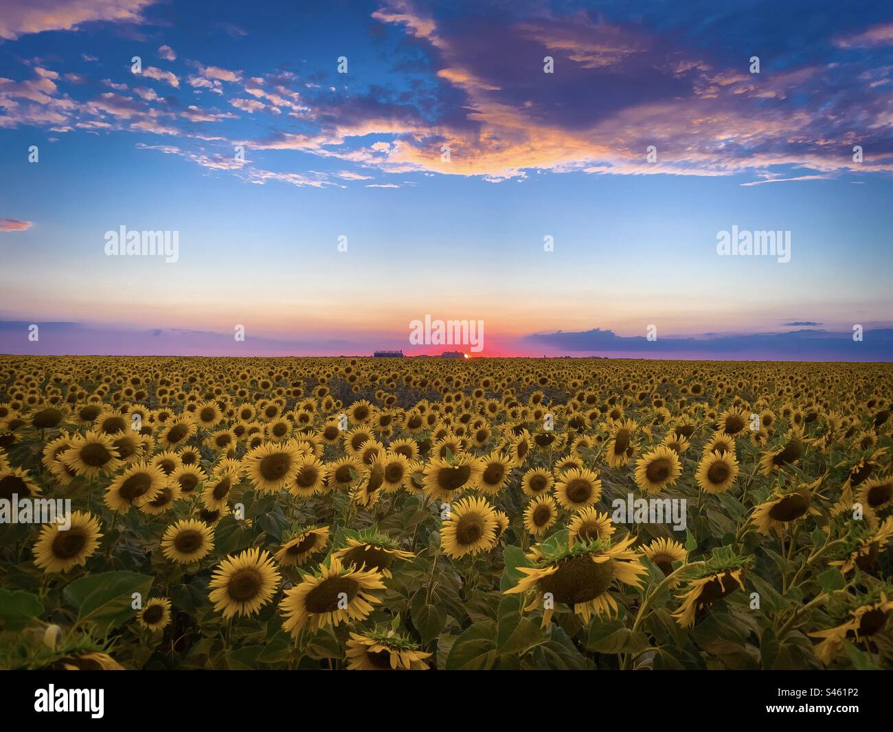 Campo di girasole al tramonto Foto Stock