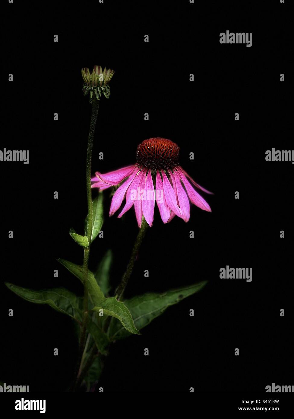 Echinacea con sfondo scuro Foto Stock