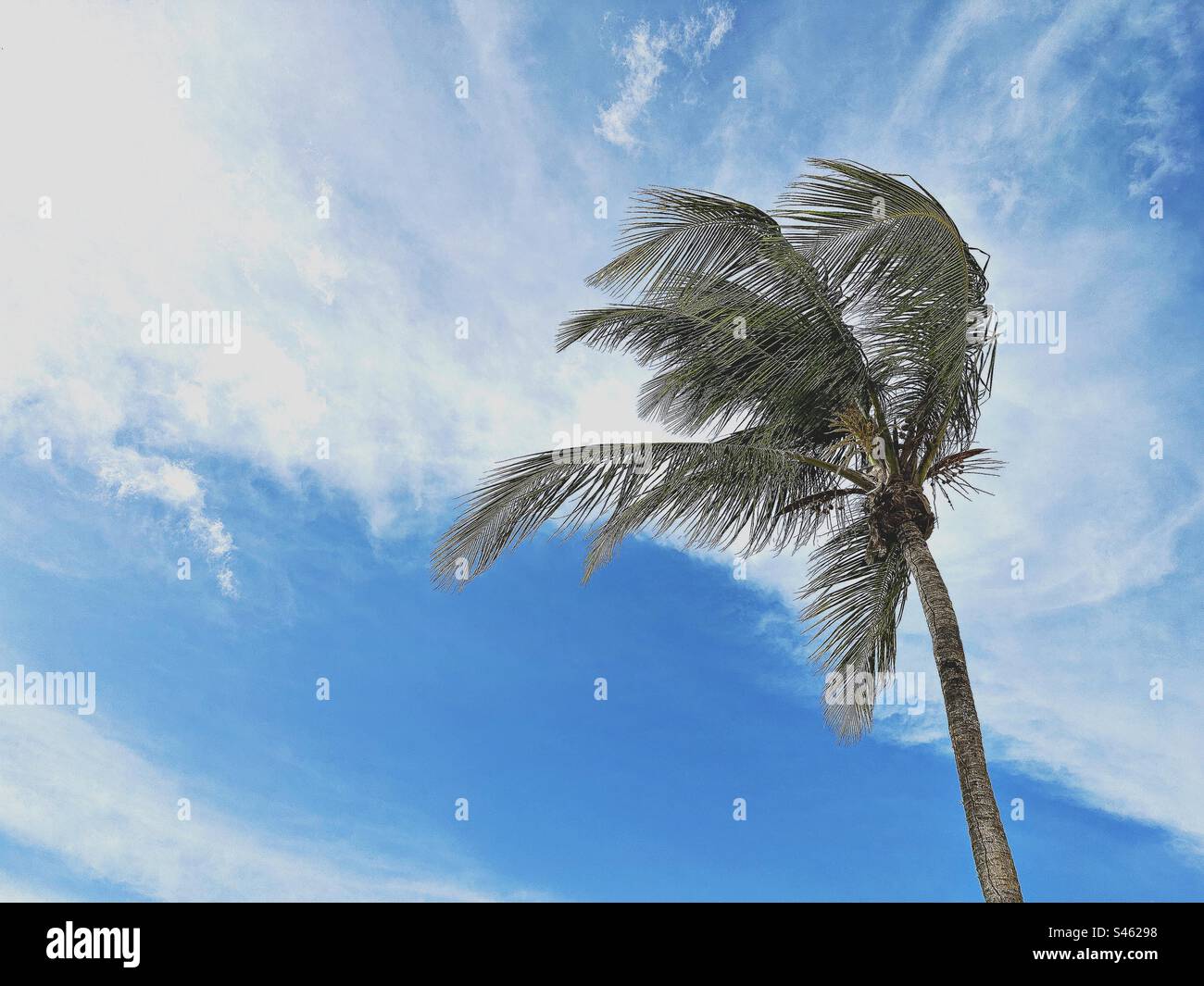 Palme da cocco che ondeggiano nella brezza di St Thomas U. S. Isole Vergini Foto Stock