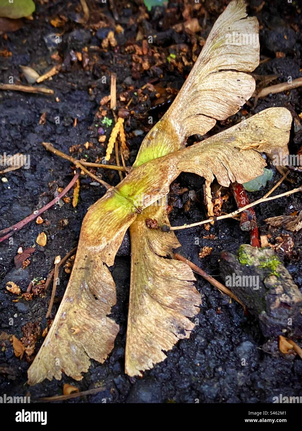 Semi di Sycamore a terra, presi a Highlands Gardens, Barnet, Regno Unito Foto Stock