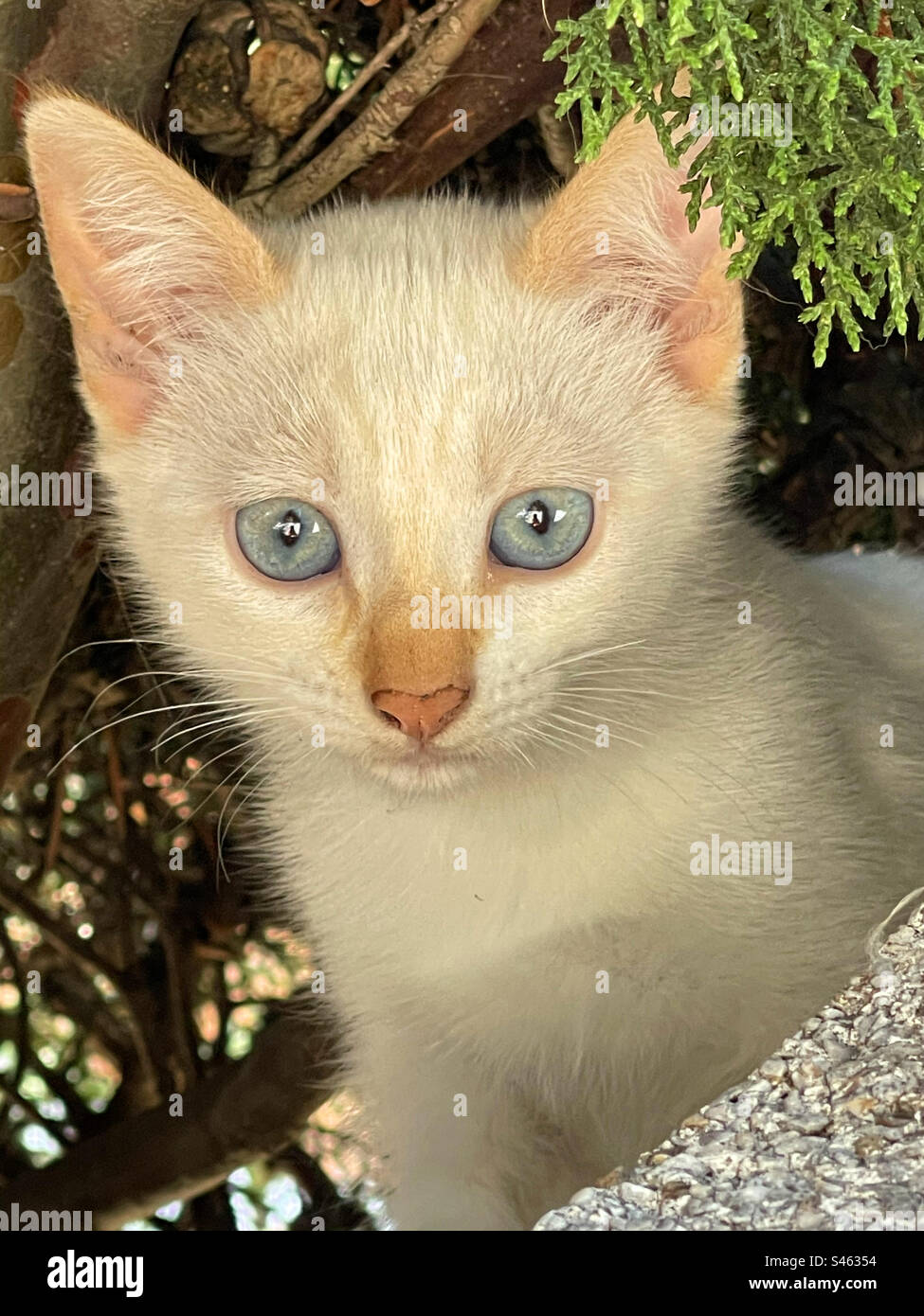 Gattino bianco. Foto Stock