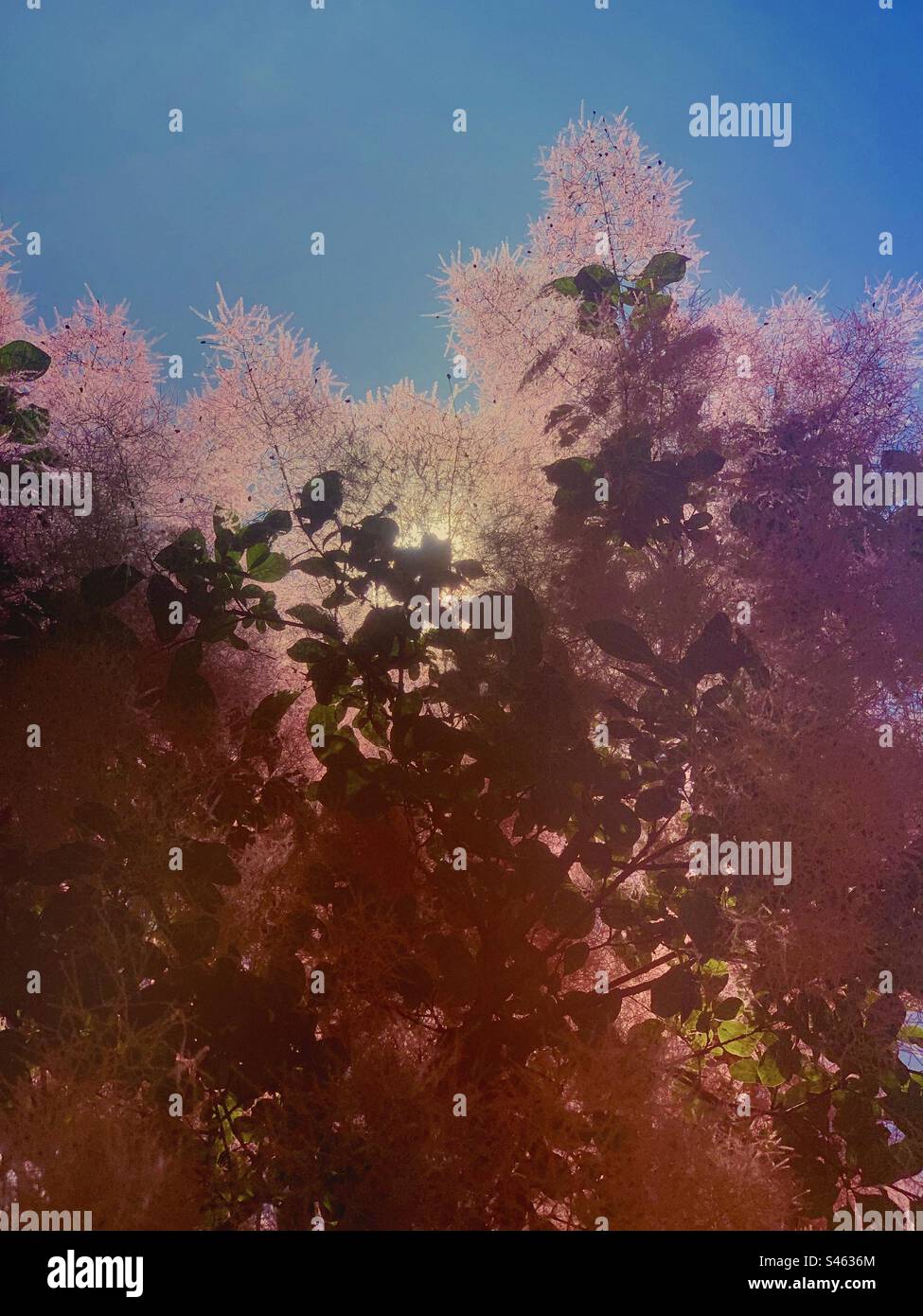 Flora astratta fogliame e sfondo solare in rosa e blu - Immagine stock catturata con smartphone