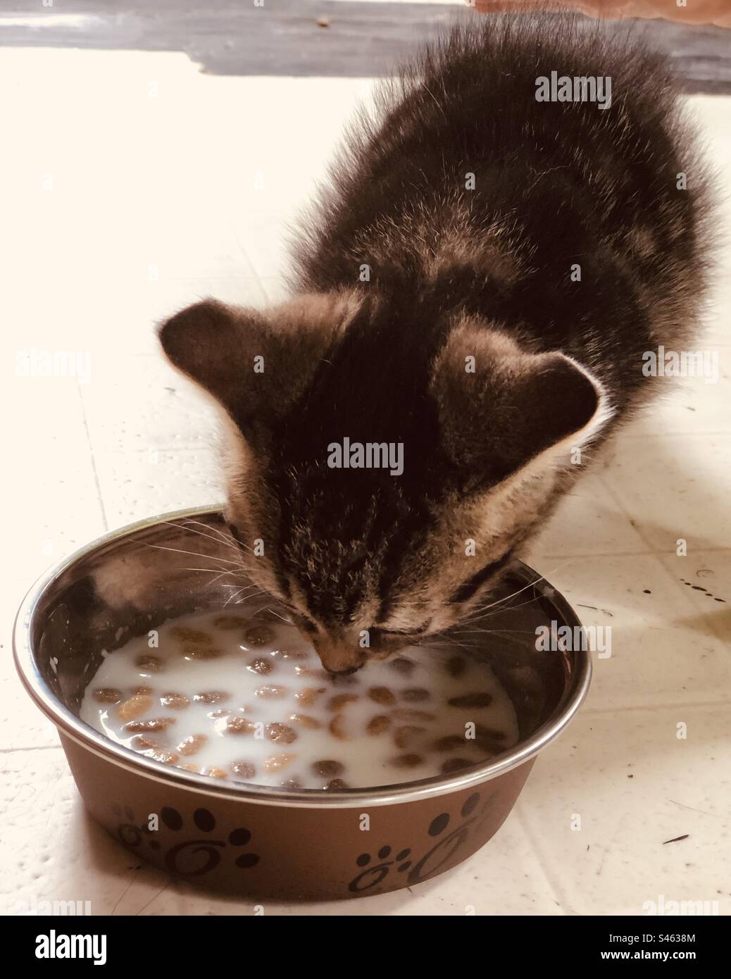 Gattino che fa colazione con panna e cibo per gattini Foto Stock