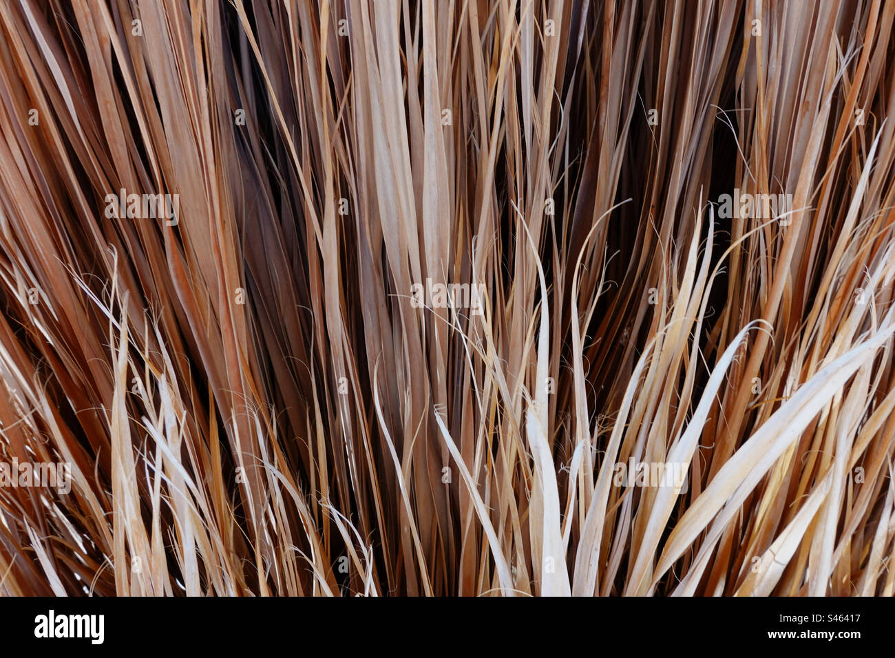 Sfondo naturale della palma Foto Stock