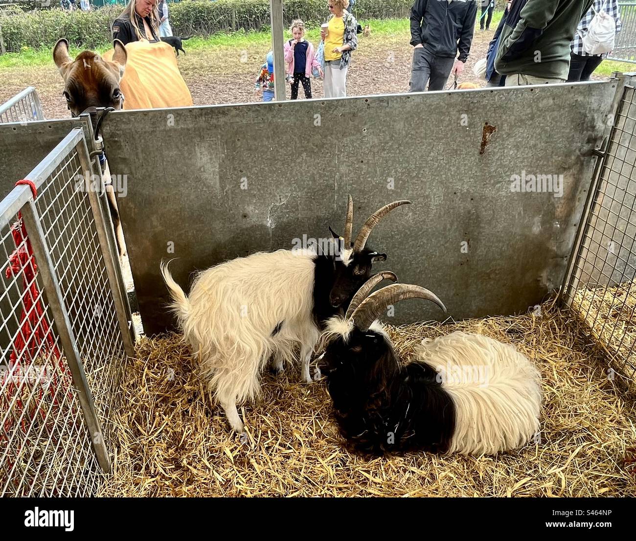 Capre allo spettacolo South Glos 2023 - Immagine stock catturata con smartphone