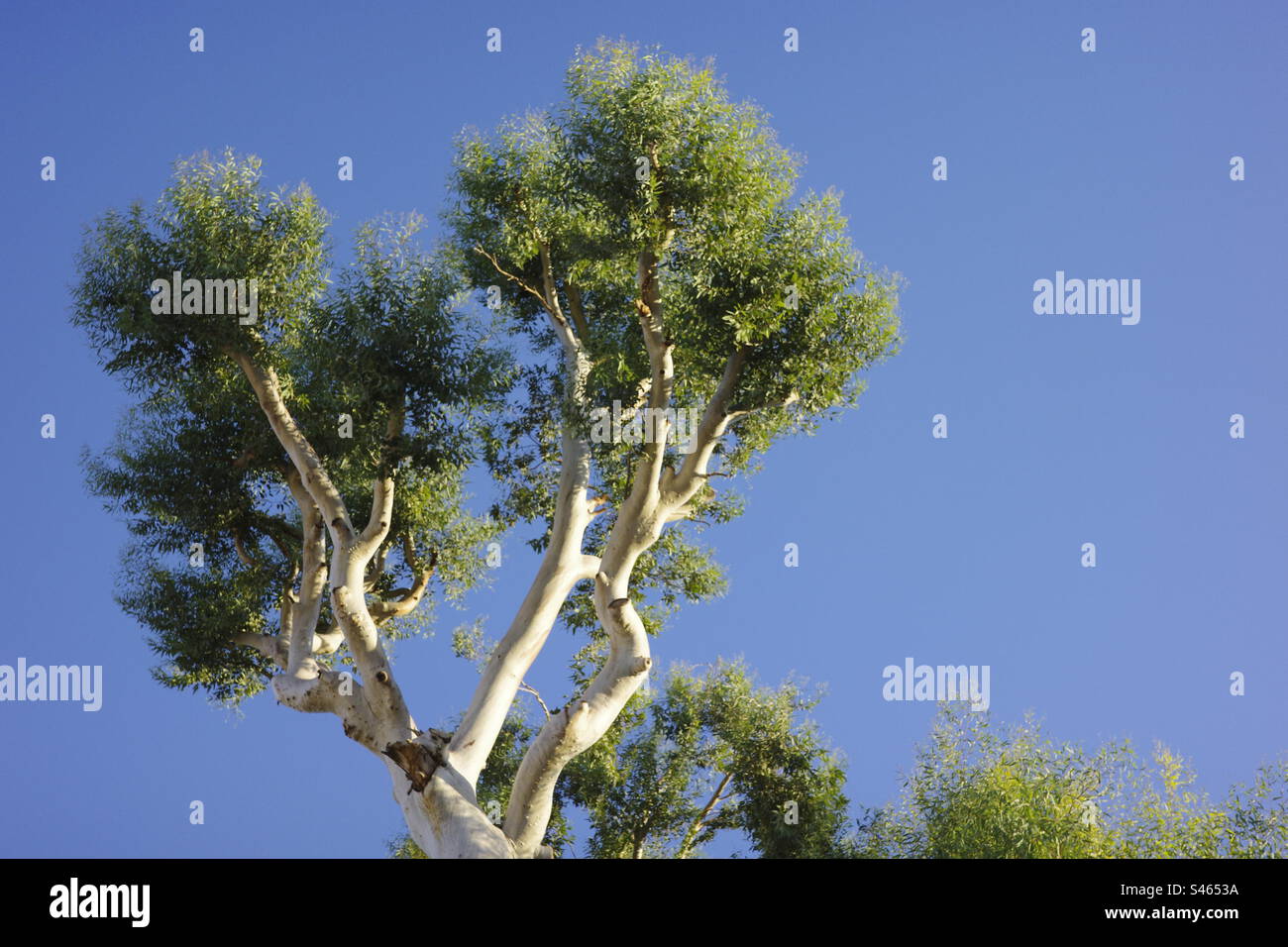 Albero tropicale nelle giornate di sole Foto Stock