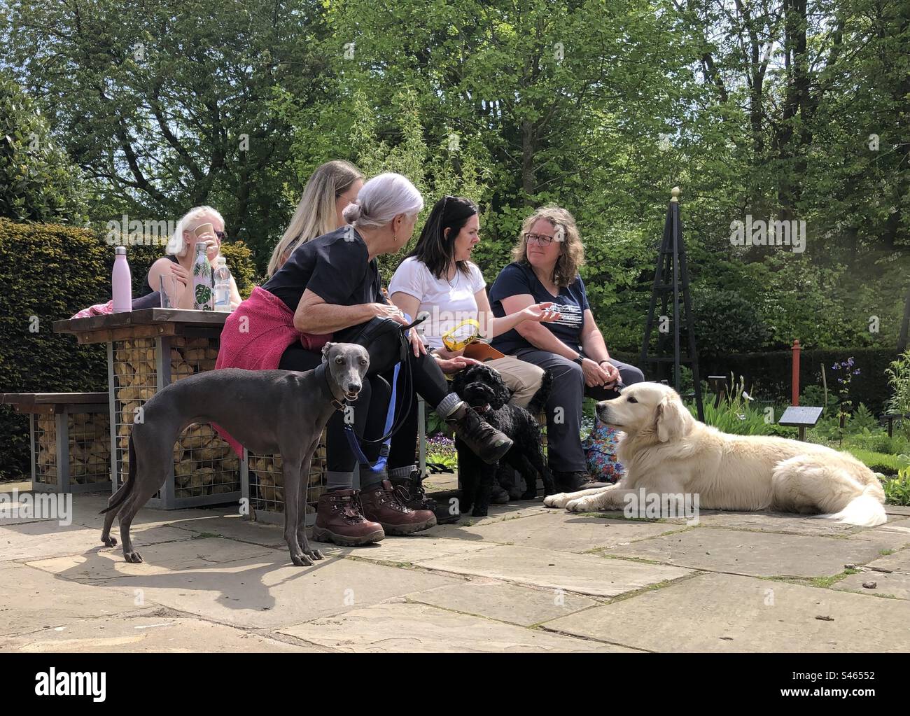 Passeggiate per cani al giardino da tè Foto Stock