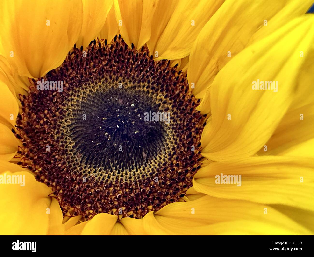 Fiore di girasole Foto Stock