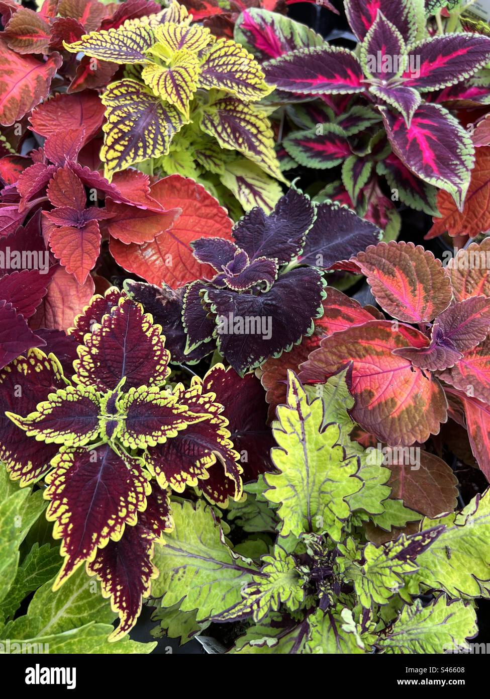 Coleus, varietà Foto Stock