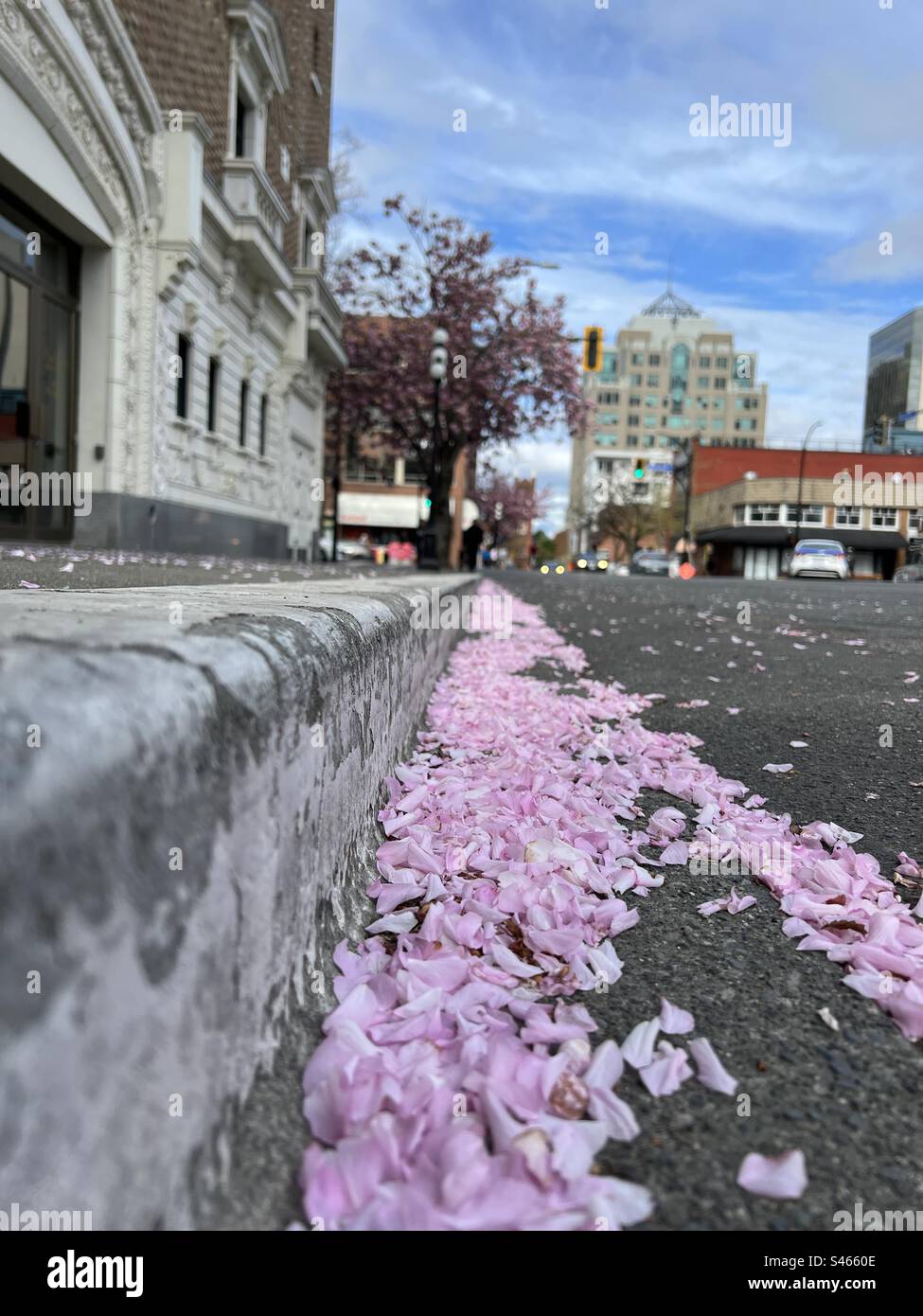 Petali di Sakura dopo la fioritura Foto Stock