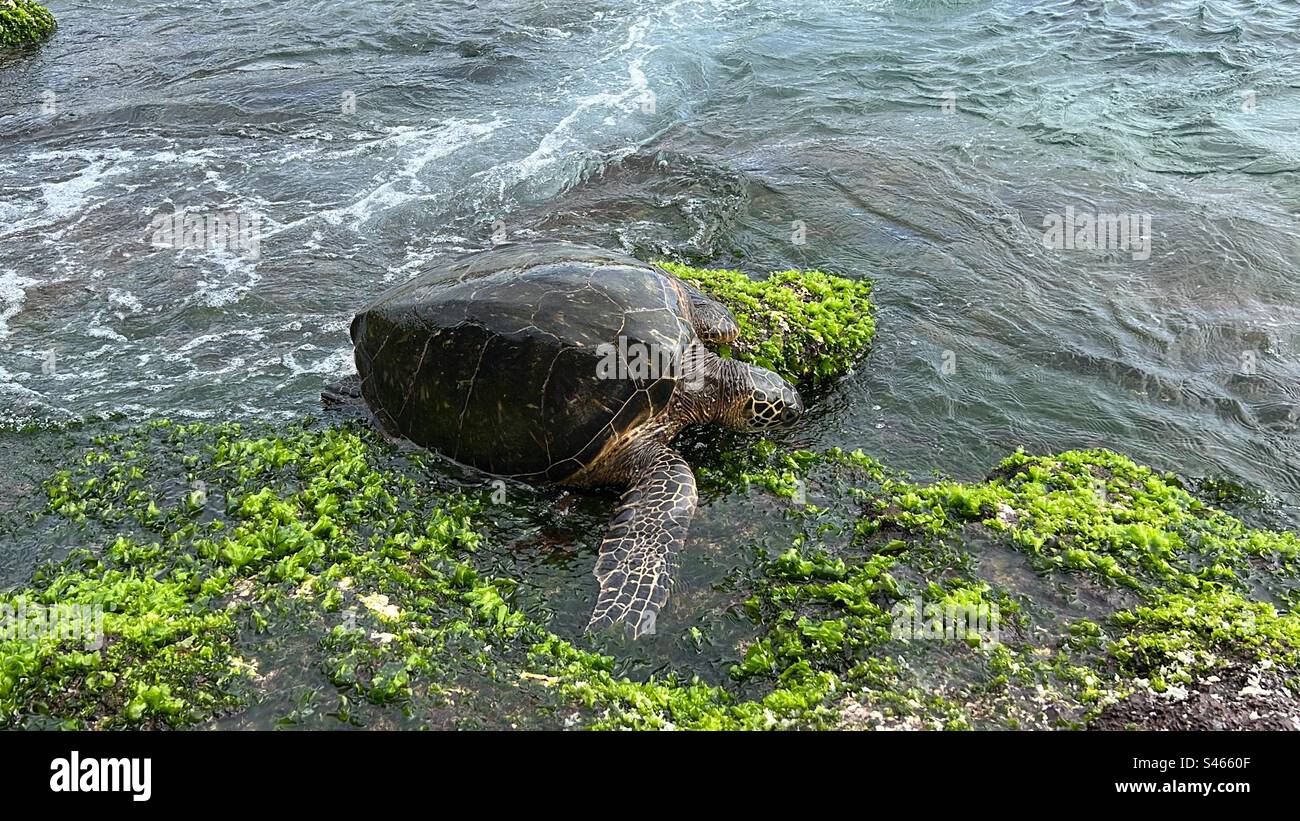 Grande tartaruga marina verde Foto Stock