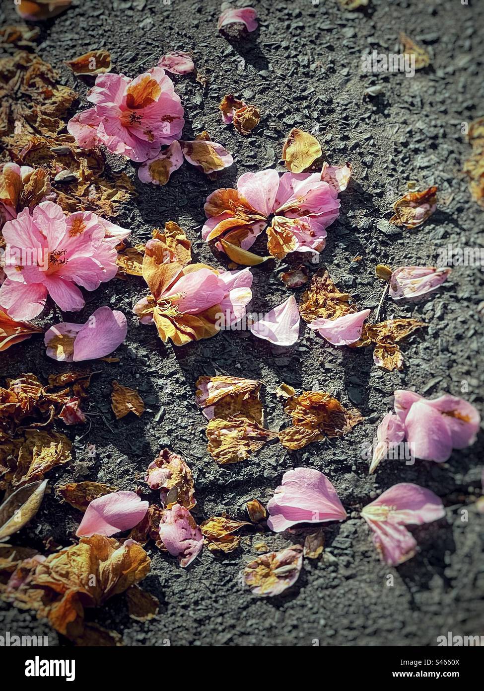 Primo piano dei fiori di camelia rosa caduti e dei petali secchi sul sentiero di ghiaia. Messa a fuoco selettiva. Bellezza fugace. Fragilità. Decadimento. Foto Stock