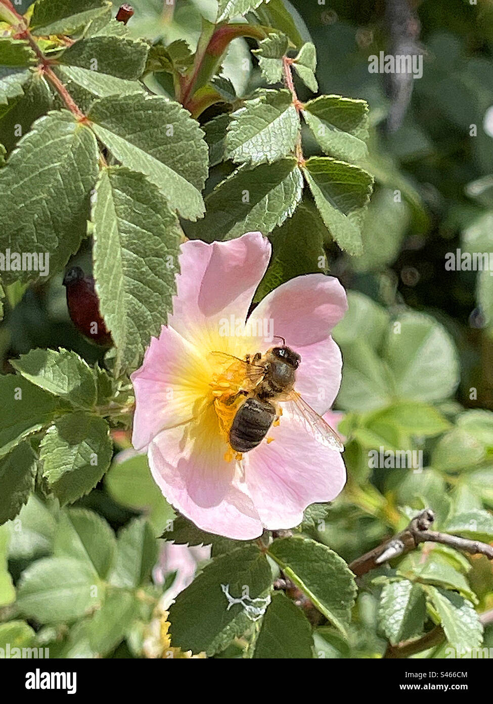 Bee impollinare un fiore. - Immagine stock catturata con smartphone