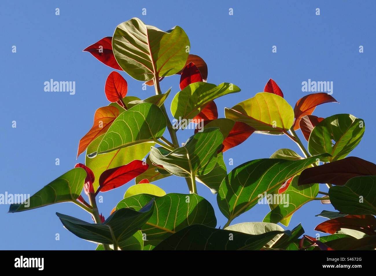 Colori vivaci dell'albero tropicale Foto Stock