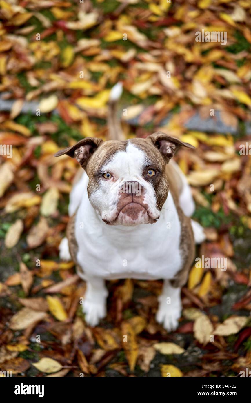 Bulldog americano Foto Stock