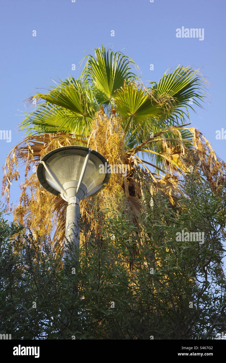 Illuminazione stradale nell'area tropicale Foto Stock