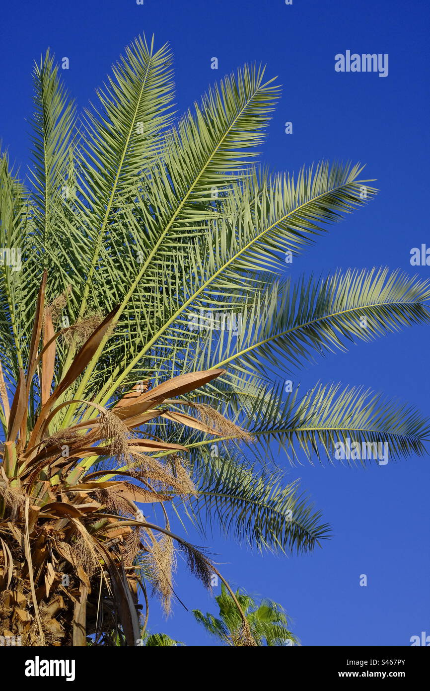 Palm tree al tramonto Foto Stock