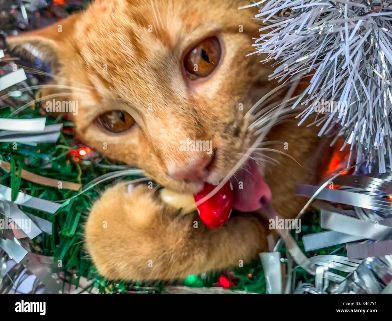 Gatto di zenzero nell'albero di Natale, cercando di mangiare un ornamento di funghi Foto Stock