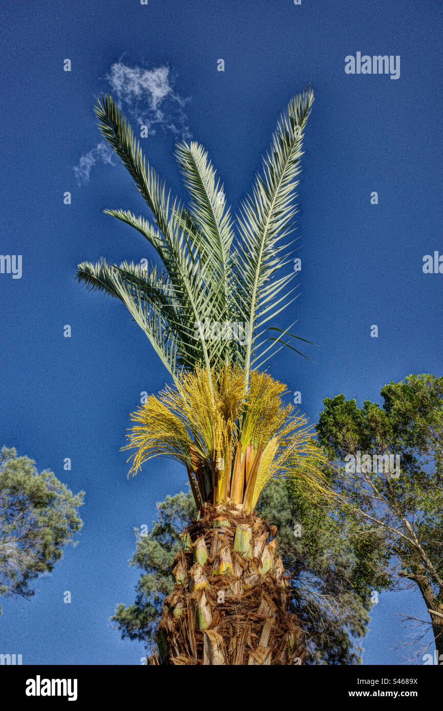 Alberi tropicali contro il cielo blu Foto Stock