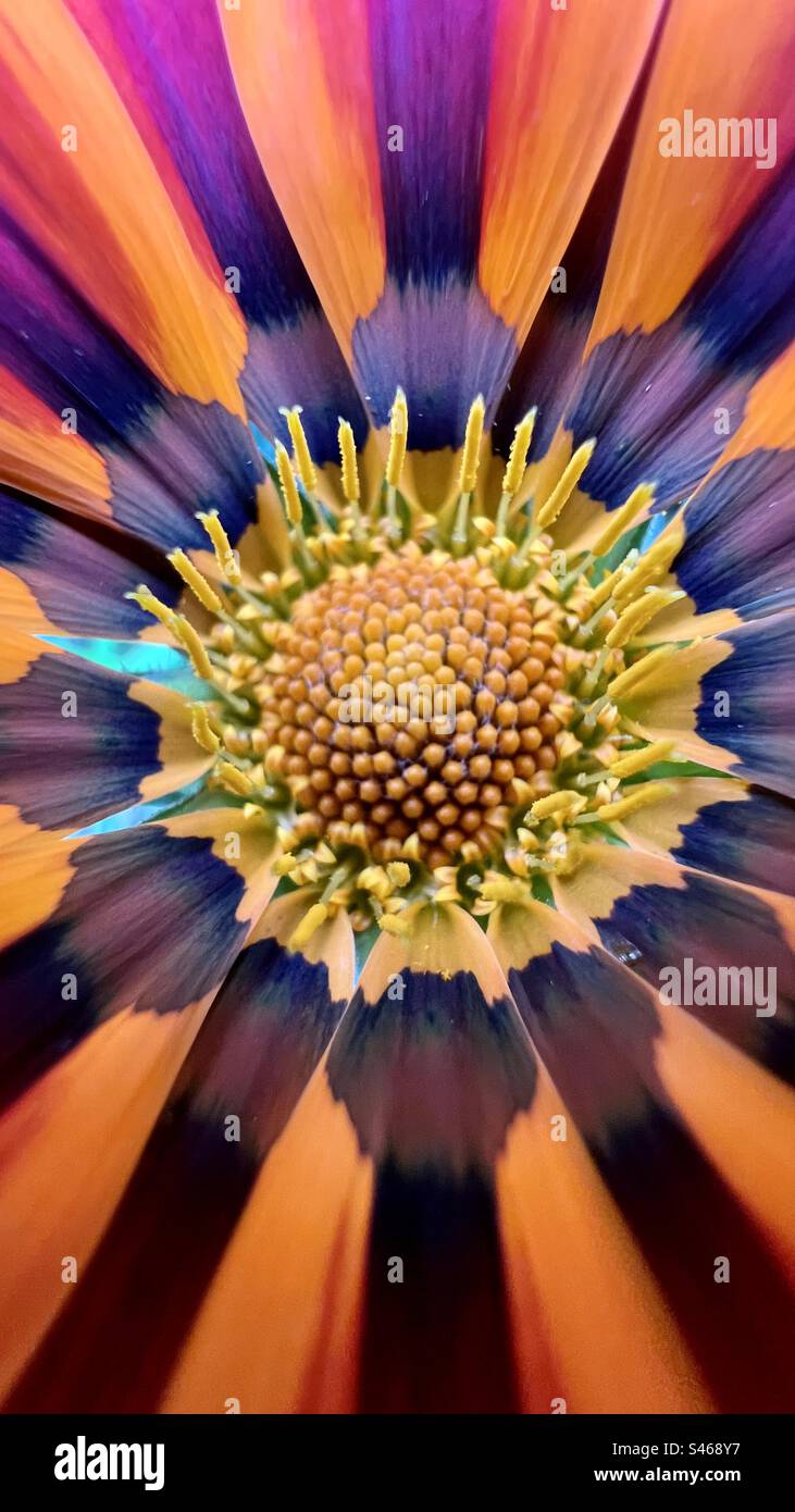 Primo piano di una Gazania. Nessun miglioramento dell'originale, realizzato con iPhone 13 Pro Max Foto Stock