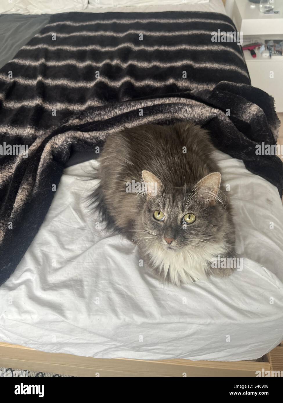 Gatto siberiano grigio e bianco con grandi orecchie e un bel viso seduto su un materasso coperto da lenzuola e una coperta Foto Stock