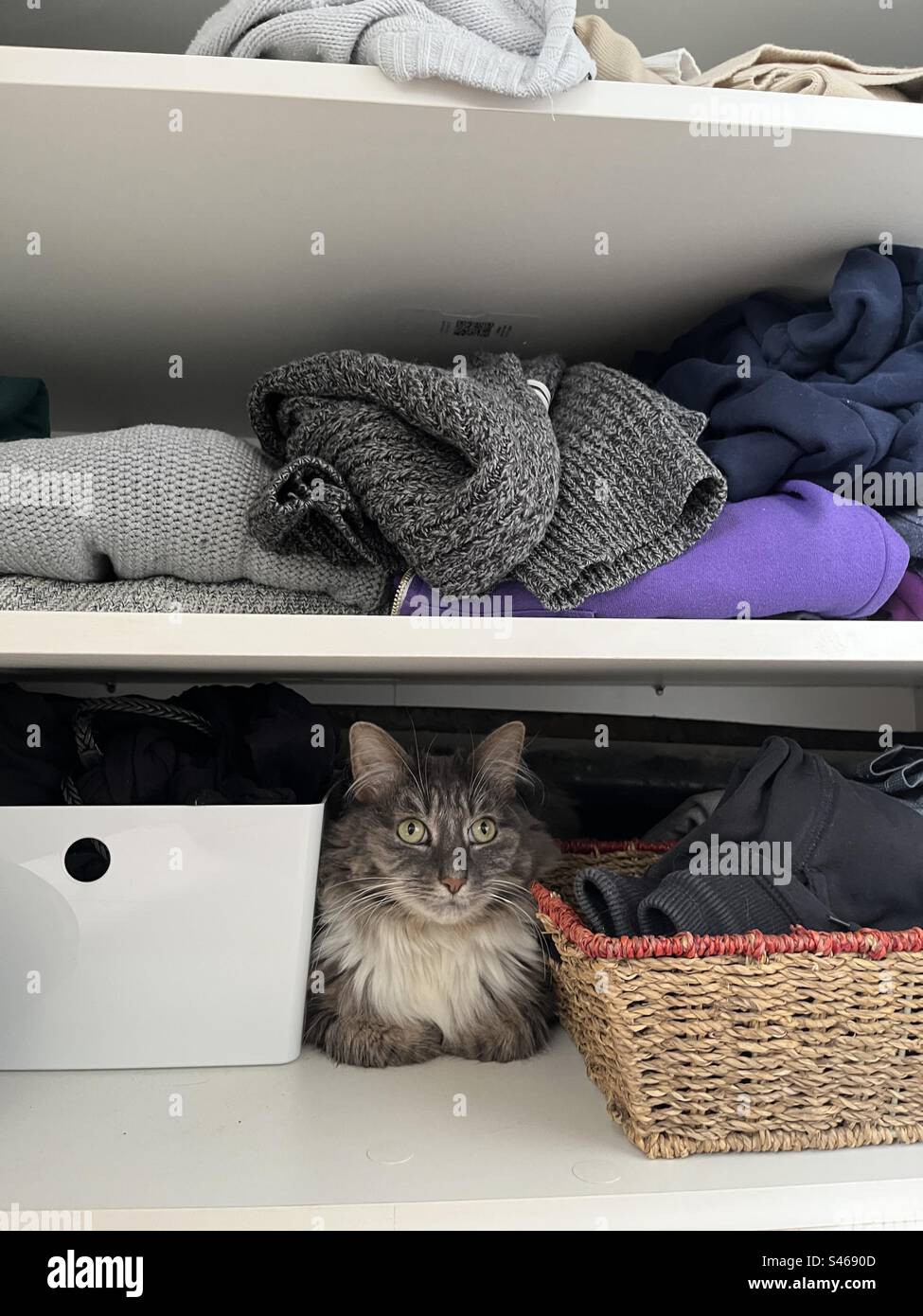 Gatto siberiano grigio e bianco sedeva braccia piegate con grandi orecchie all'interno di un armadio armadio pieno di vestiti, salti e scatole Foto Stock