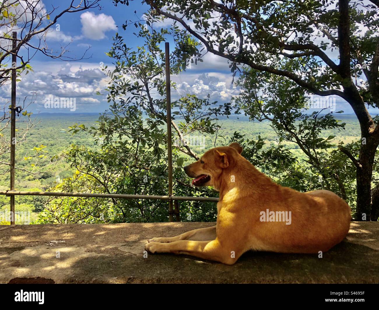 Un cane sorride sotto il sole a Sigiriya, Srilanka - Immagine stock catturata con smartphone