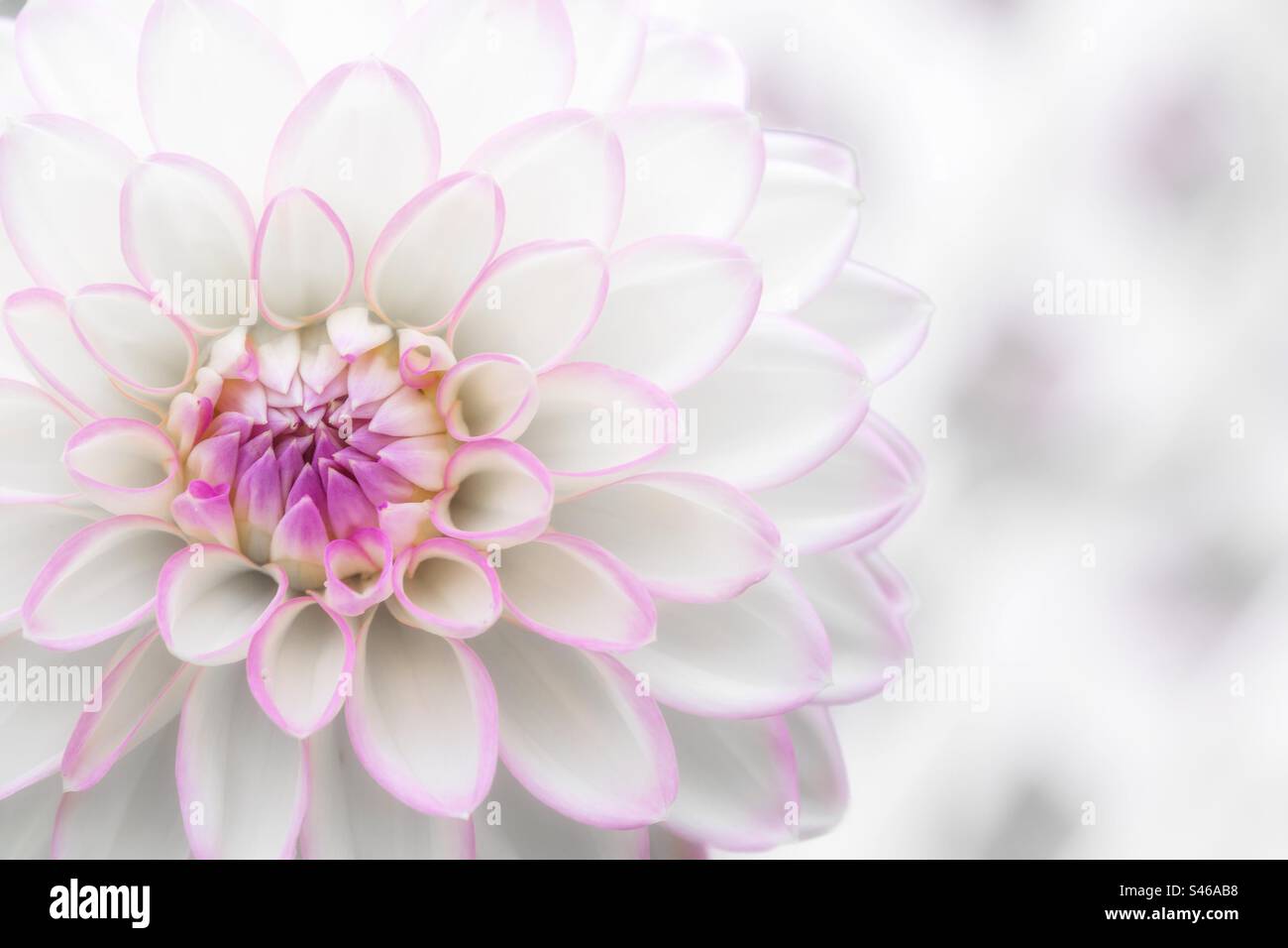 Bellissimo fiore dahlia bianco e rosa in primo piano con delicati petali e spazio copia Foto Stock