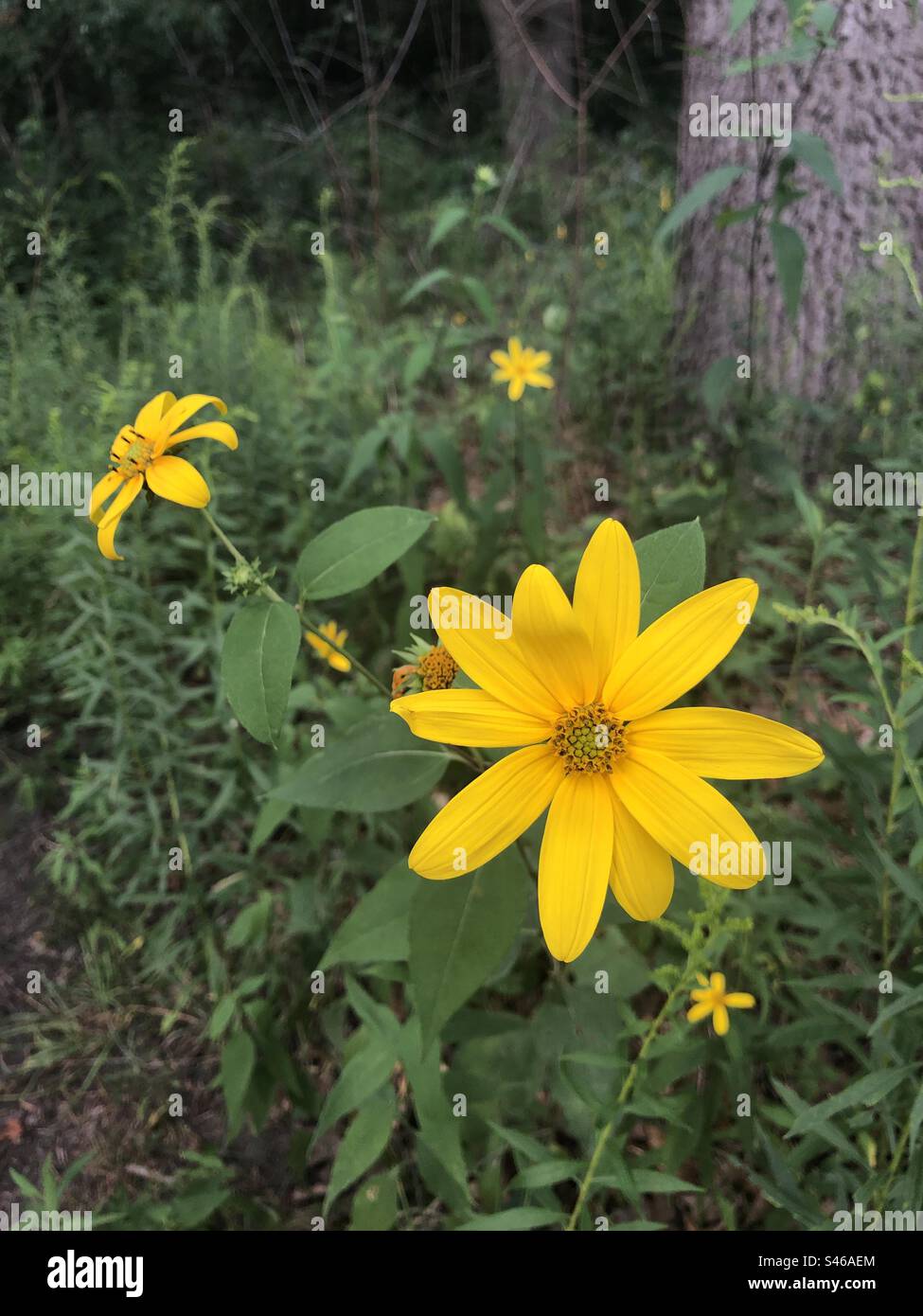 Primo piano di un fiore giallo nel bosco. Foto Stock