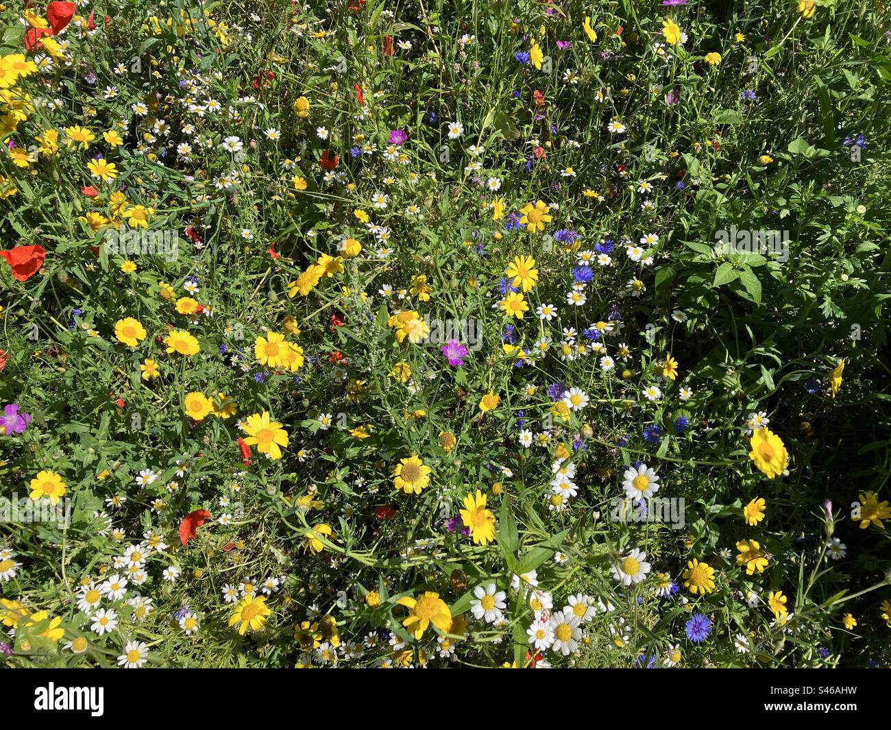 Fiori selvatici in prossimità della strada, piantati per incoraggiare insetti, tra cui api e farfalle - Immagine stock catturata con smartphone