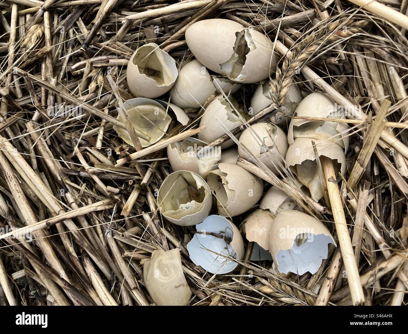 Uova di pernacchio rotte in un nido di uccello abbandonato in un campo di grano dopo il raccolto Foto Stock