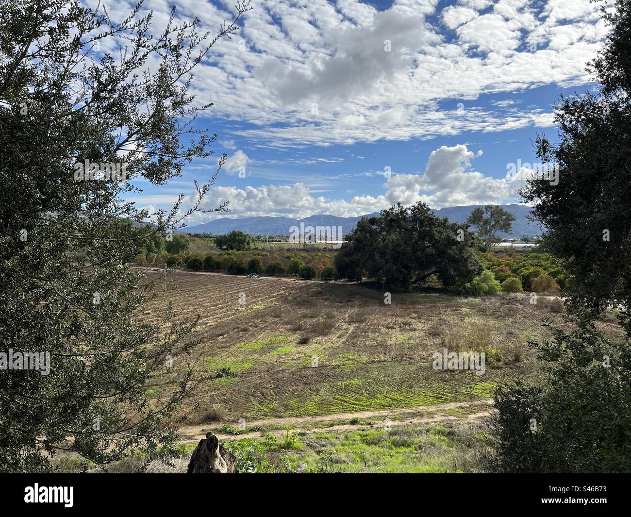 Colture che crescono in filari ordinati su terreni agricoli nel sud della California, cielo nuvoloso - Immagine stock catturata con smartphone