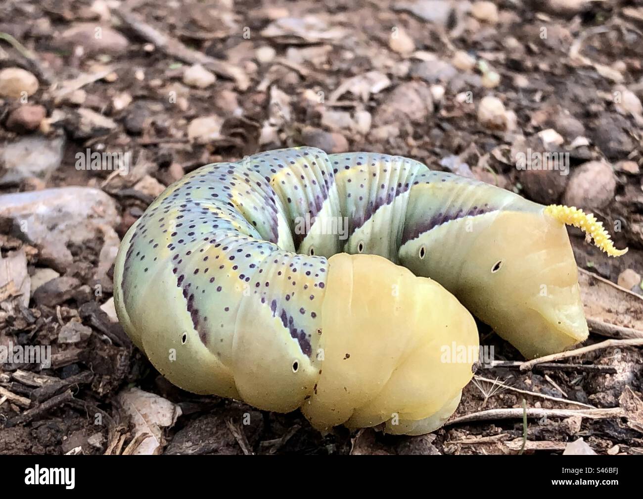 il falco della morte caterpillar Foto Stock