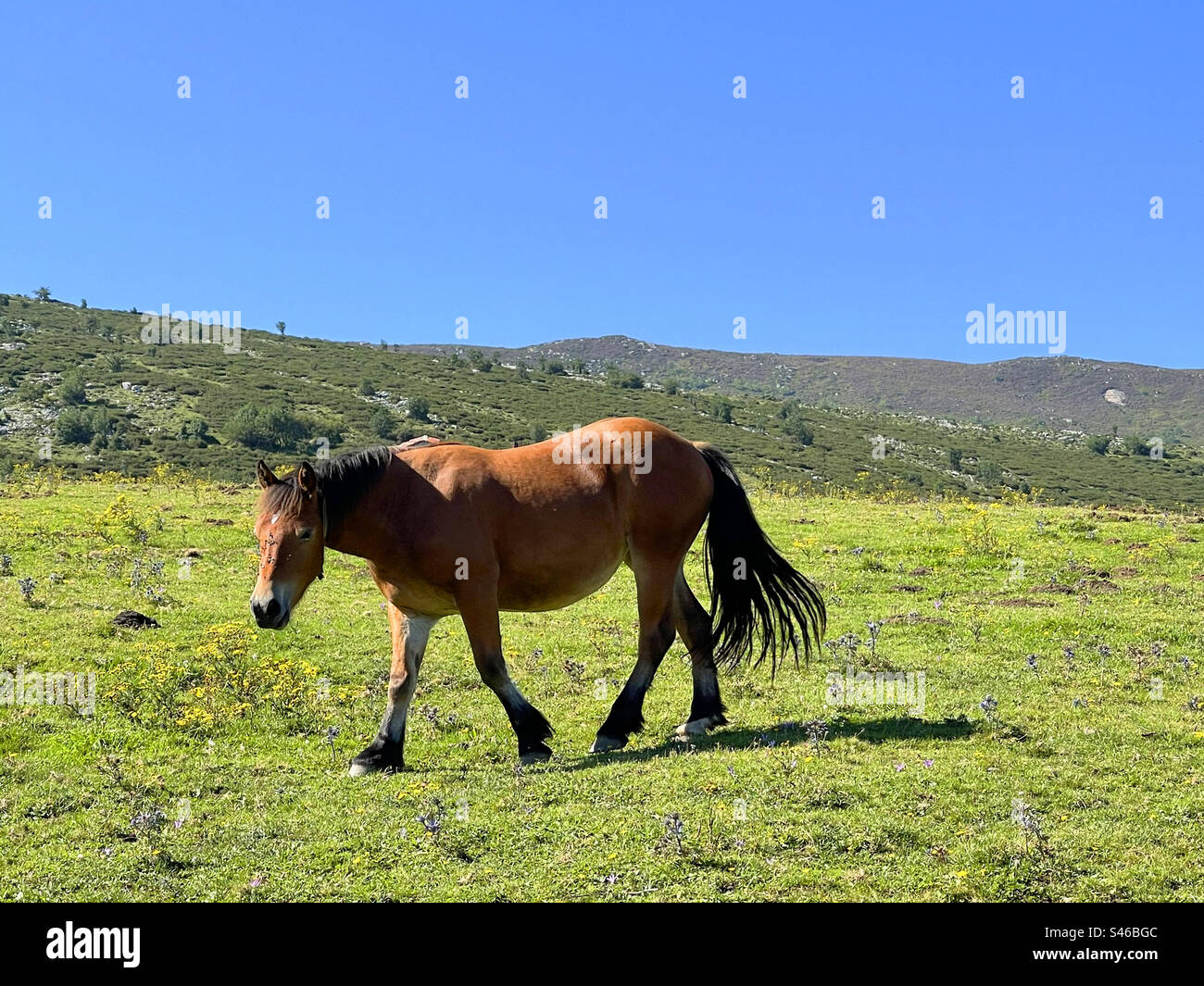 Cavallo in un prato. Riserva naturale Reserva del Saja, Cantabria, Spagna. Foto Stock