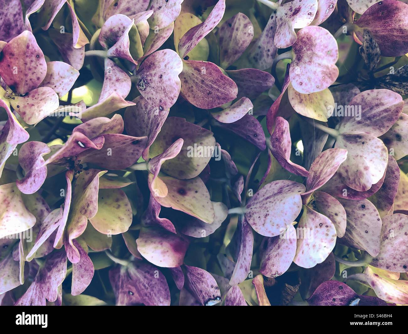 Petali Wilting Hydrangea - Immagine stock catturata con smartphone