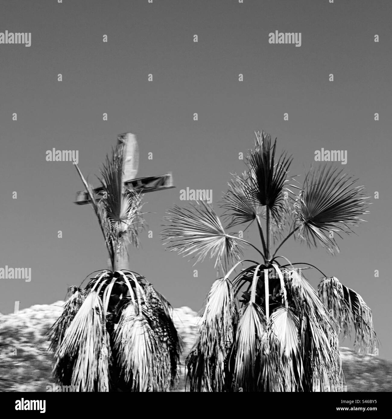 Immagine in bianco e nero scattata a San Jose del Cabo, Los Cabos, Baja California Sur, Messico Foto Stock