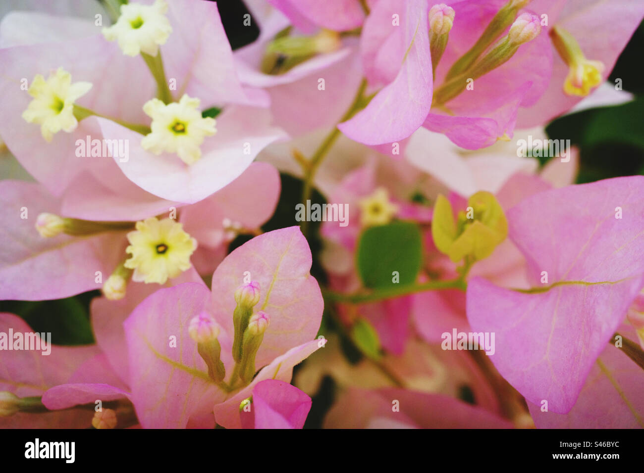 Fiori, il sogno rosa Foto Stock