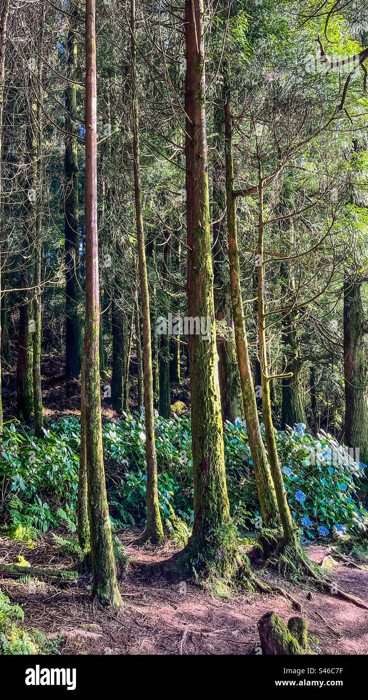 Alberi di pino - Immagine stock catturata con smartphone