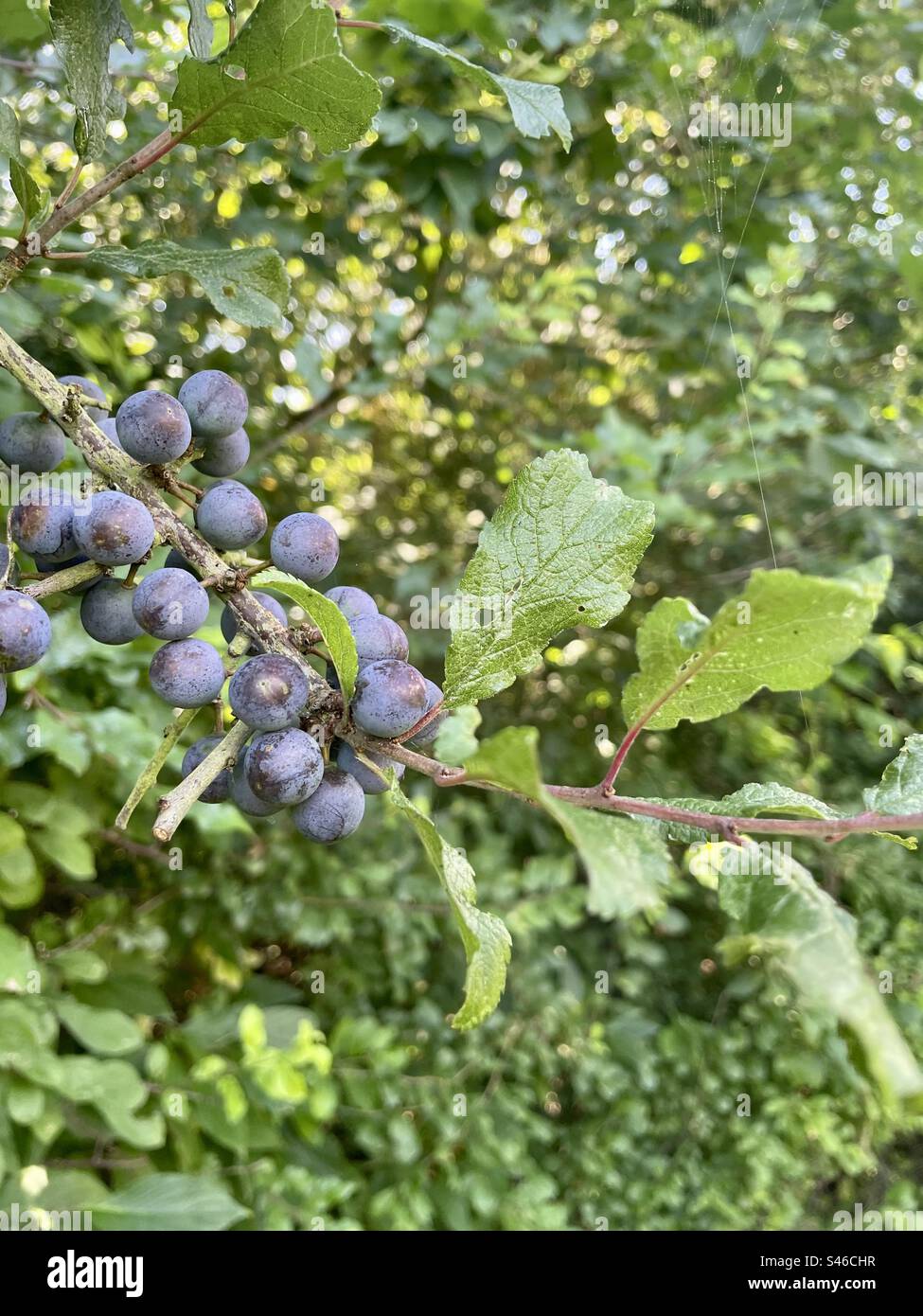 Il Prunus spinosa, comunemente chiamato blackthorn o sloe, è una specie di pianta fiorita della famiglia delle rose Rosaceae. Foto Stock