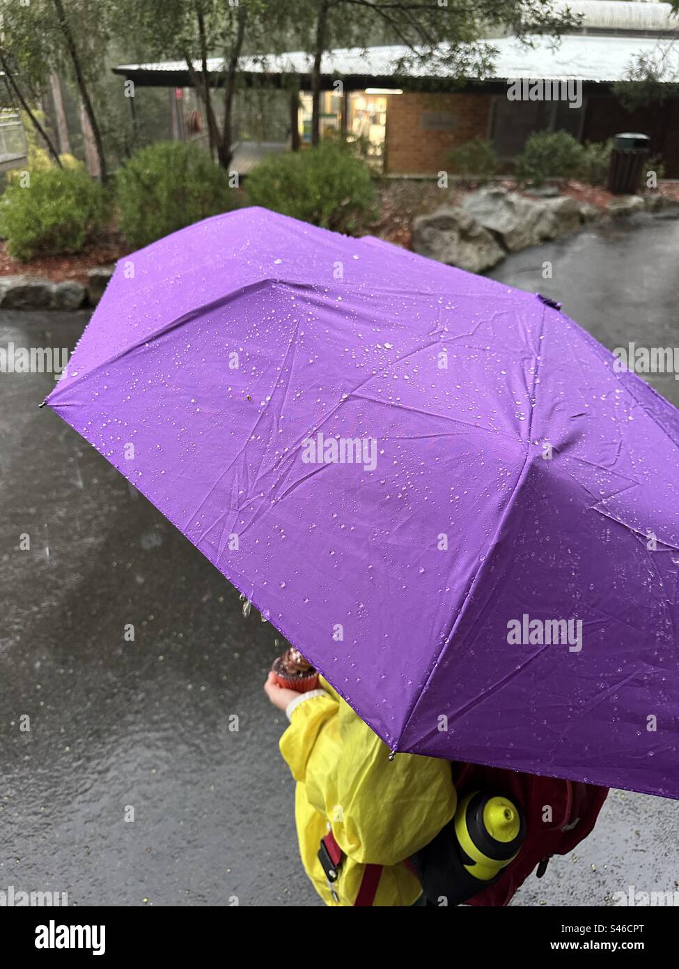 Il bambino tiene l'ombrello viola sotto la pioggia Foto Stock