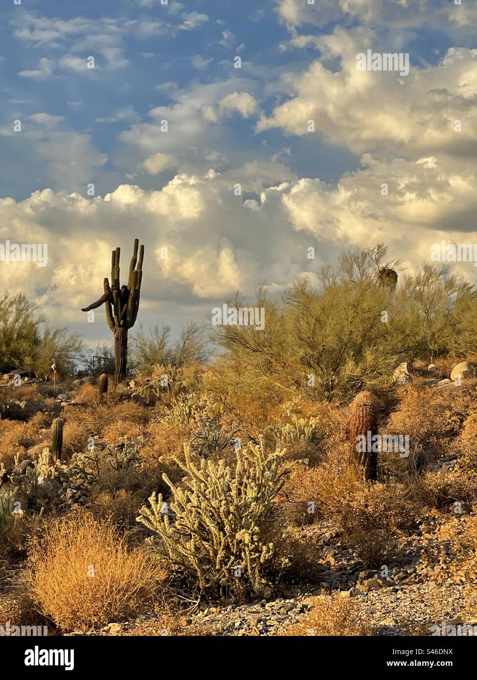 Vivi il Gigante Saguaro lungo e prospero, sfondo drammatico di nuvole monsoniche appena prima del tramonto, luce dell'ora d'oro, chollas, cactus a botte e cespugli fragili secchi, deserto di Sonora, Phoenix, Arizona Foto Stock