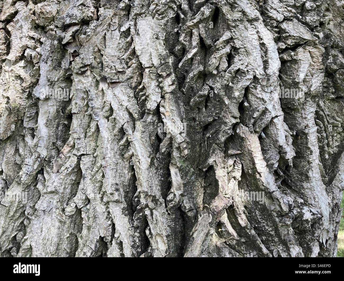 Struttura di corteccia di albero ruvida Foto Stock