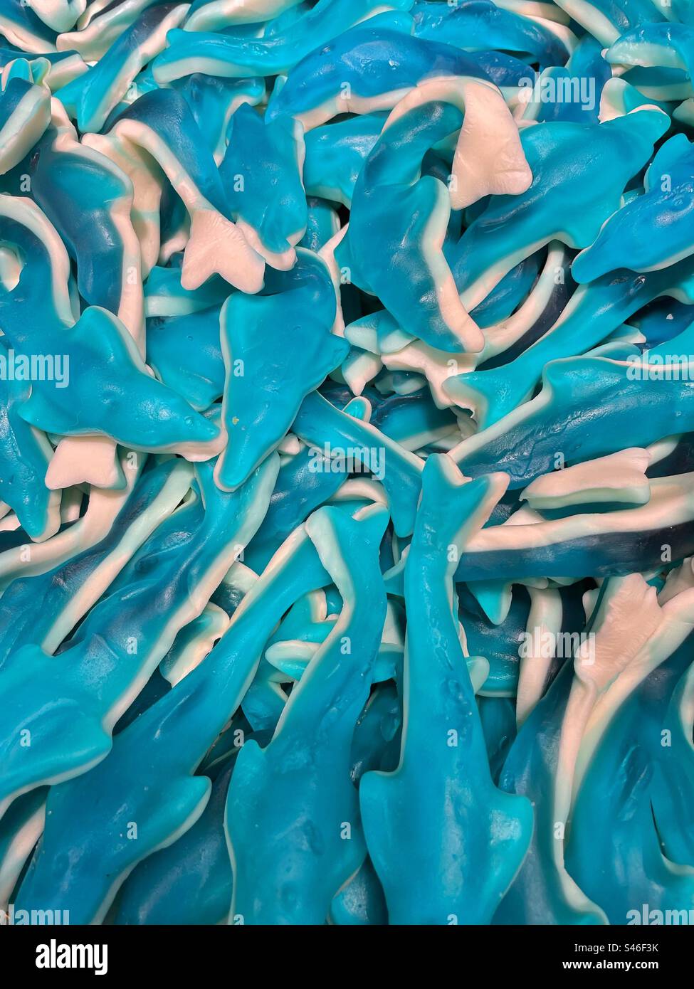 Gelatina dolcissimi delfini in blu e bianco Foto Stock