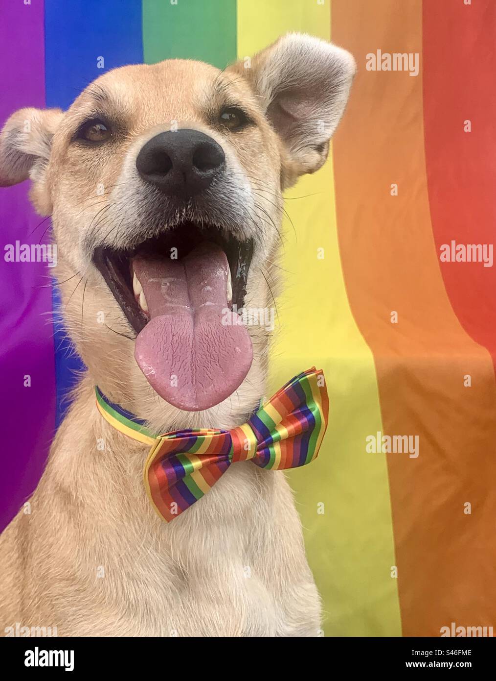 Cane arcobaleno - Immagine stock catturata con smartphone