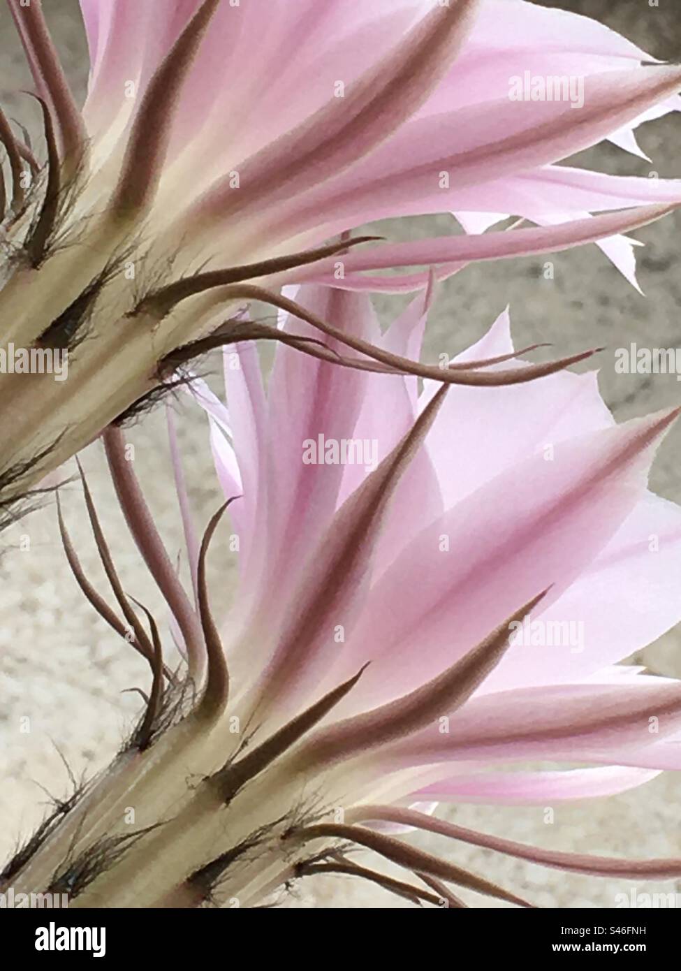 Calici di piante grasse rosa visti dal basso - Immagine stock catturata con smartphone