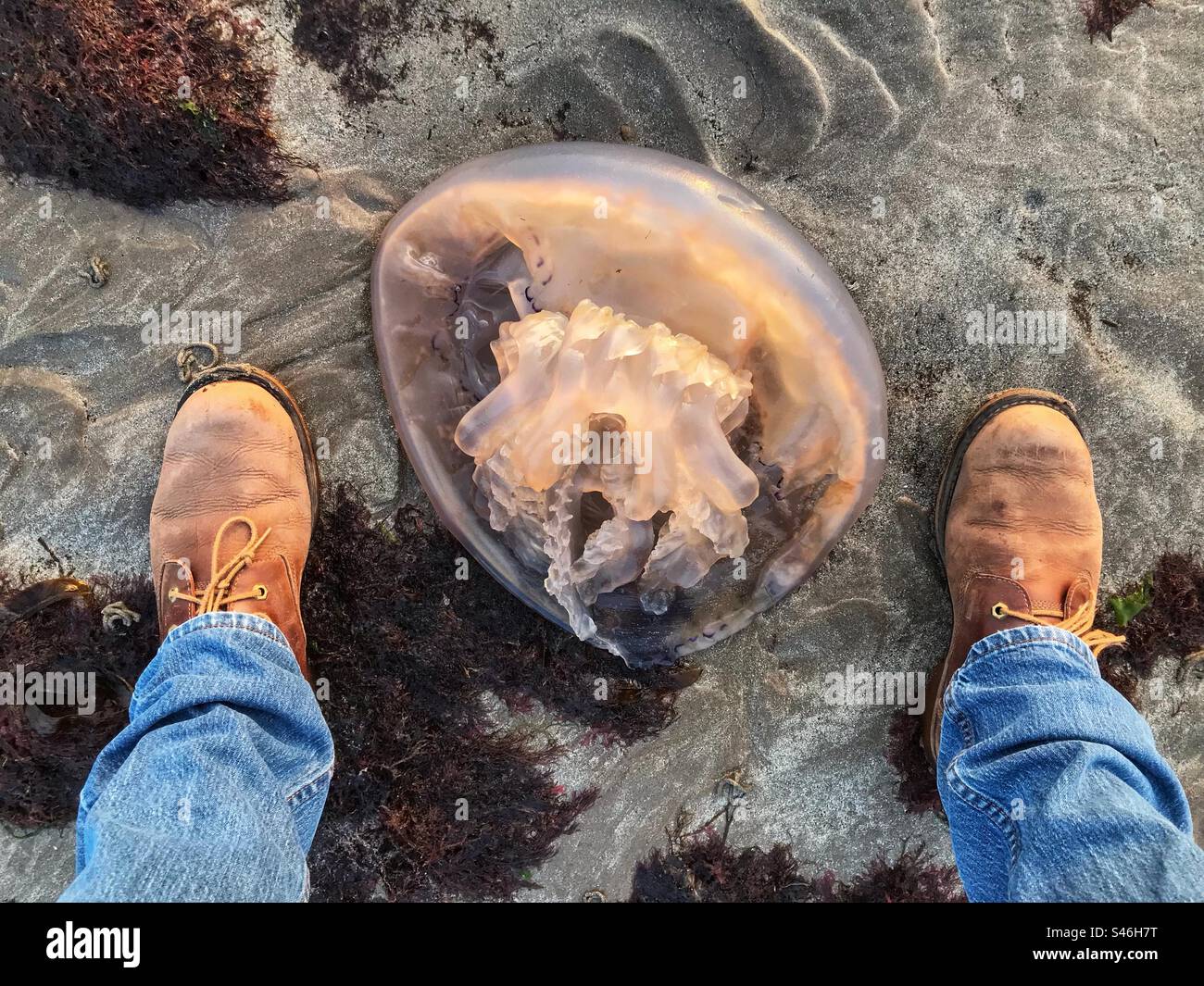 Port William Scotland grandi meduse lavate sulla spiaggia di luce Bay al tramonto nell'agosto 2023 Foto Stock