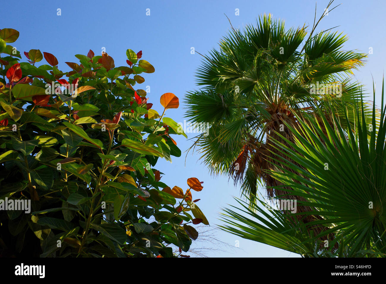 Alberi tropicali contro il cielo blu Foto Stock