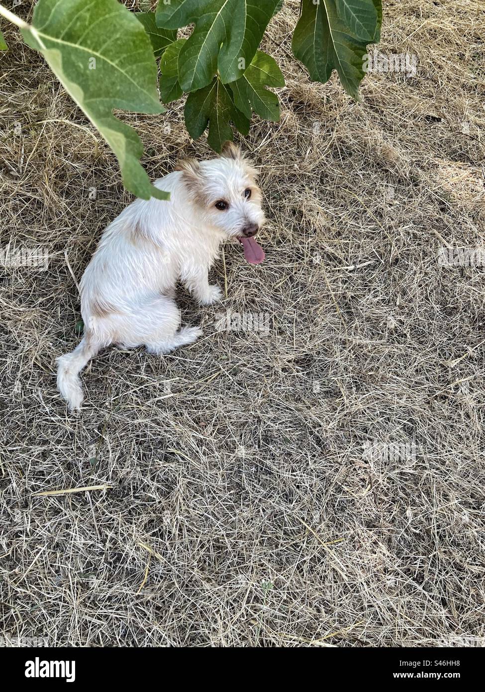 Piccolo cane peloso che riposa vicino a un albero di fichi con la lingua fuori. Portogallo, vicino a Arrábida. Foto Stock